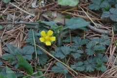 Potentilla indica